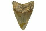 Serrated, Fossil Megalodon Tooth - North Carolina #331627-1